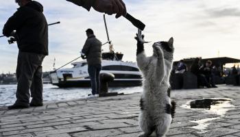 	 في إسطنبول ما يزيد عن 100 ألف قط (الأناضول)  