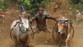 سباق للثيران في إندونيسيا احتفالا بحصاد الأرز
