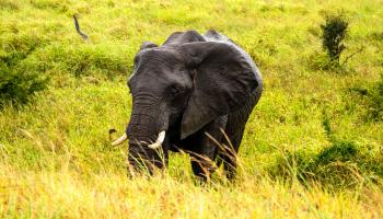 زيادة أعداد الفيلة تقلق جنوب أفريقيا: مخاطر بيئية والحلول مكلفة