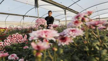 زراعة الزهور في غزة/عبد الحكيم أبو رياش