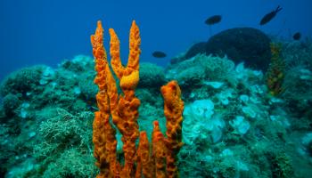 إسفنج برتقالي وكائنات أخرى في قاع البحر (أليسندرو روتا/ Getty)