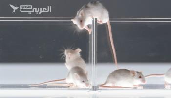 ذكور الفئران تنجح بالتكاثر من دون إناث.. ماذا عن البشر؟