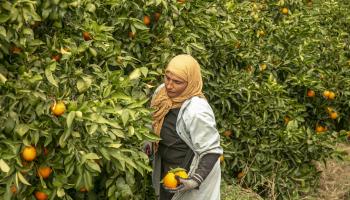 يؤكد المزارعون التزامهم بالمواصفات (ياسين غايدي/ الأناضول)