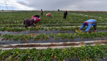 نساء مزارعات في تونس (فتحي بلعيد/ فرانس برس)