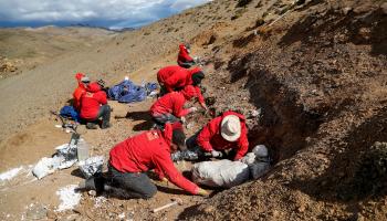 العثور على بقايا ديناصور من نوع "غونكوكن نانوي" في تشيلي (جامعة تشيلي/رويترز)