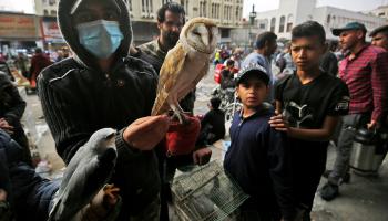 طيور معروضة للبيع في سوق الغزل ببغداد (أحمد الربيعي/ فرانس برس)