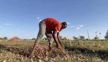 تعرقل الاشتباكات الأعمال في مزارع السودان (فرانس برس)