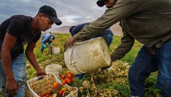  عمال يحصدون الطماطم في غور الحديثة، الأردن (ماركوس يام/ Getty)