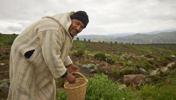 الزراعة في المغرب/Getty