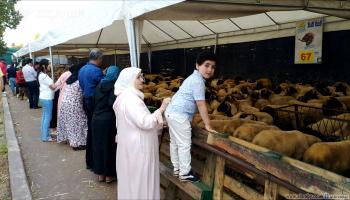 أسواق أضاحي عيد الأضحى في المغرب (العربي الجديد)