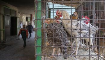 محل لبيع الدجاج في القاهرة (خالد دسوقي/ فرانس برس)