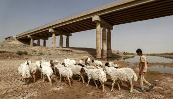 يجبر الجفاف عراقيين على مغادرة مناطقهم (أحمد الربيعي/فرانس برس)