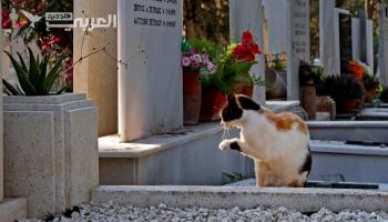 300 ألف قط في قبرص..  قتلها كورونا منذ بداية 2023