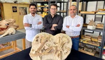 حوت عاش في مصر قبل 41 مليون سنة (وزارة التعليم العالي والبحث العلمي المصرية/فيسبوك)