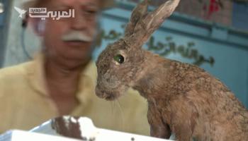 تحنيط الحيوانات الأليفة في تونس.. هل يحظى بالقبول؟