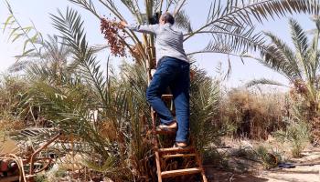 زراعة العراق (حيدر محمد/فرانس برس)