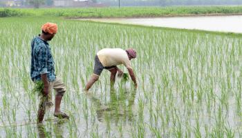 مزرعة أرز في الهند (getty)