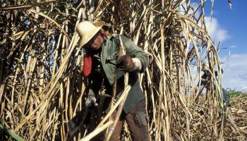 الجفاف يضرب محاصيل قصب السكر عالمياً(getty)