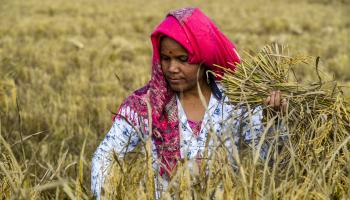 الأرز في الهند/ الأناضول