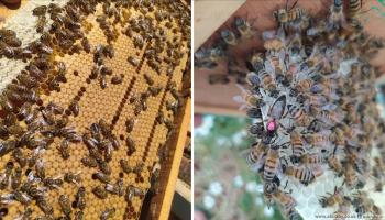 تراجع إنتاج عسل النحل في شمال سورية