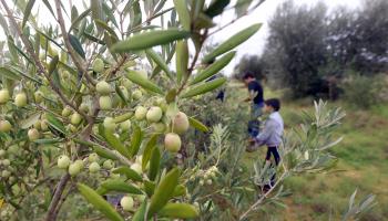 المواسم الزراعية فرص لتحسين مداخيل أسر وشباب في ليبيا (محمود تركية/ فرانس برس)