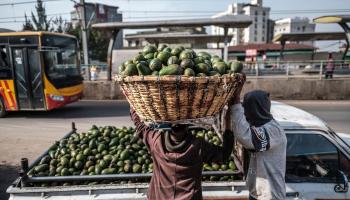 فاكهة الأفوكادو شائعة في العالم (إدواردو سوتيراس/ فرانس برس)