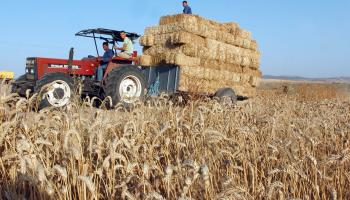 زراعة القمح في تونس/  فرانس برس