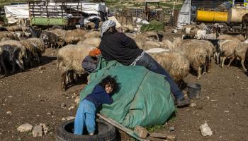 يتمسك الرعاة الفلسطينيين بأرضهم رغم الاعتداءات (مناحم كاهانا/فرانس برس)