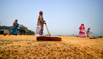 مزرعة أرز في الهند (getty)