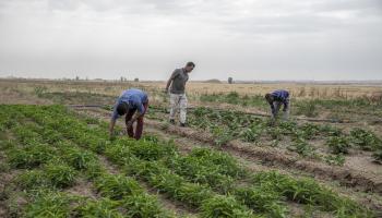 تأثيرات الجفاف واضحة على مزارعي العراق (أحمد الأحمد/الأناضول)