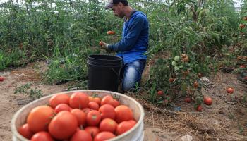 طماطم غزة (سعيد الخطيب/فرانس برس)