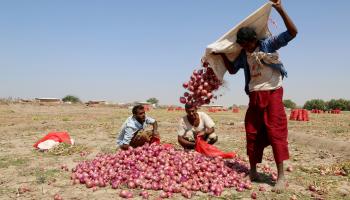 محصول البصل في اليمن/فرانس برس
