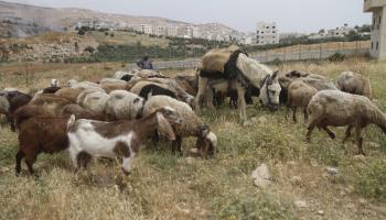 راع فلسطيني وماشية في الضفة الغربية - 8 يونيو 2023 (ناصر اشتية/ Getty)