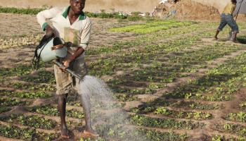 الزراعة في مالي/ Getty