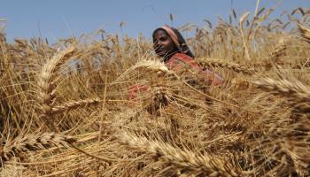 باكستانية تحصد القمح في لاهور بإقليم البنجاب، 13 إبريل 2010 (فرانس برس)