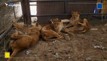 الحصار الإسرائيلي يهدد حياة 3 أسود في حديقة حيوانات رفح