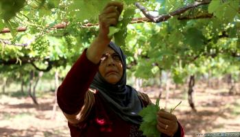 زراعة سورية إدلب عاملة تقطف ورق العنب في مدينة حارم (عدنان الإمام)