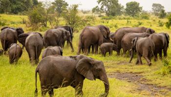 تزايد اعداد الفيلة في جنوب أفريقيا (الأناضول)
