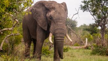 تزايد أعداد الفيلة في جنوب أفريقيا (الأناضول)