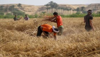 حصاد القمح في مصر(الأناضول)