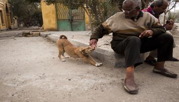 كلب في مصر (كارستن كول/ Getty)