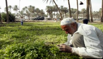 مزارع عراقي- الزراعة في العراق (فرانس برس)