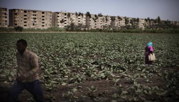 الزراعة في مصر (ماركو لونغاري/فرانس برس)