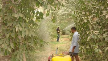 استخدام المبيدات لحماية نخيل العراق (فيسبوك)