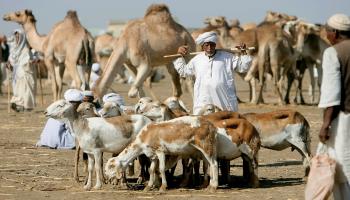 الثروة الحيوانية في السودان (Getty)
