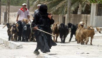 قطعان المواشي في الشوارع العراقية (أحمد الرييعي/فرانس برس)