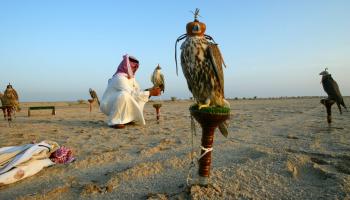 الخليجيون يقبلون على اقتناء الصقور (Getty)