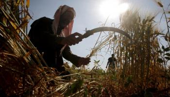 الزراعة في فلسطين