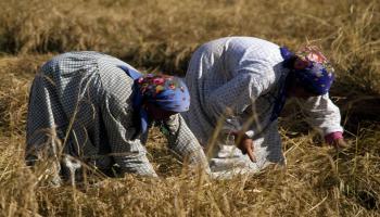 زراعة الأرز في مصر Getty