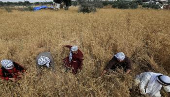 متطوعون يساعدون المزارعين في الحصاد في غزة(محمود حمص/فرانس برس)